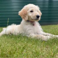 Town & Country Veterinary Clinic ico