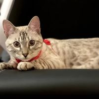 Amare Bengals ico