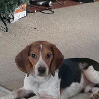 Delaware Northwest Veterinary Clinic ico