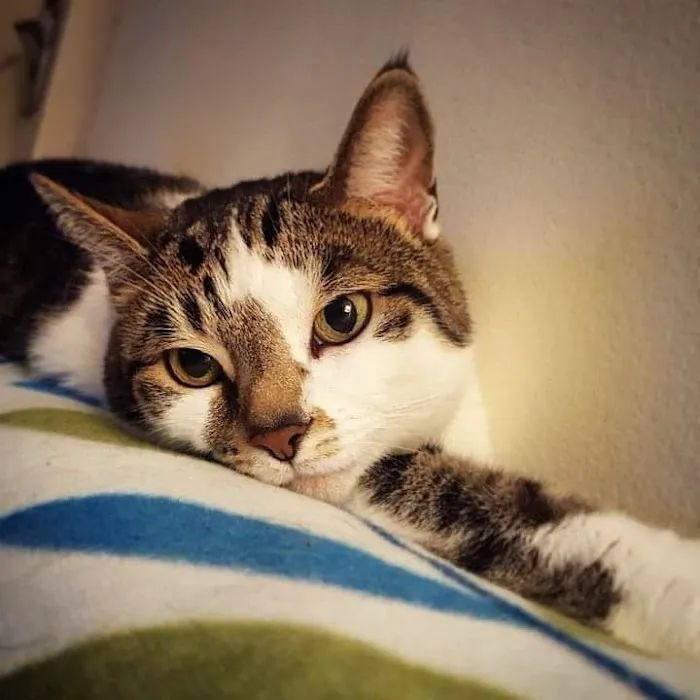 Vetcare Animal Wellness of Delaware LLC 9