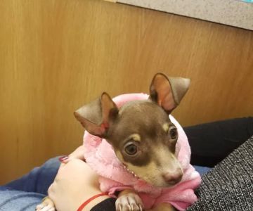 Vetcare Animal Wellness of Delaware LLC