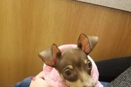 Vetcare Animal Wellness of Delaware LLC