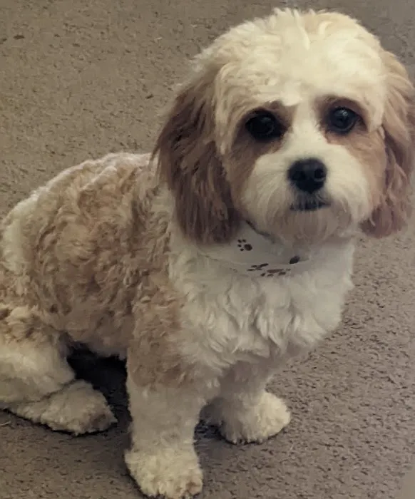 Vetcare Animal Wellness of Delaware LLC 5