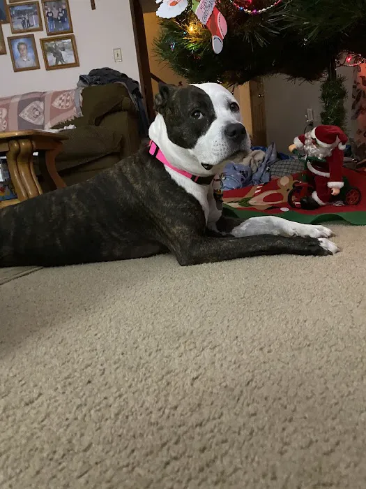 Baltimore Veterinary Clinic: Grubb Christy DVM 4