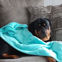 Baltimore Veterinary Clinic: Grubb Christy DVM ico