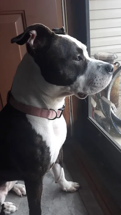 Baltimore Veterinary Clinic: Grubb Christy DVM 2