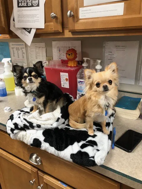 Feeder Creek Veterinary Services 8
