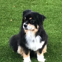 Feeder Creek Veterinary Services ico