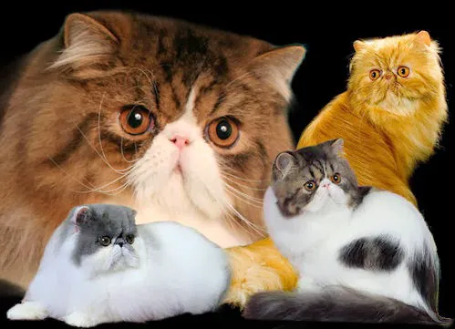Pelaqita Persian Cats & Persian Kittens 1