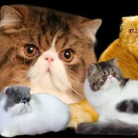 Pelaqita Persian Cats & Persian Kittens ico
