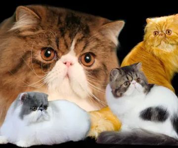 Pelaqita Persian Cats & Persian Kittens