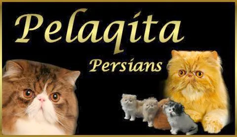 Pelaqita Persian Cats & Persian Kittens 6
