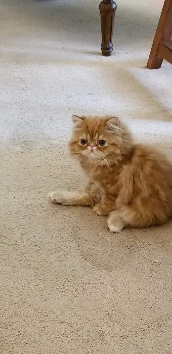 Pelaqita Persian Cats & Persian Kittens 3