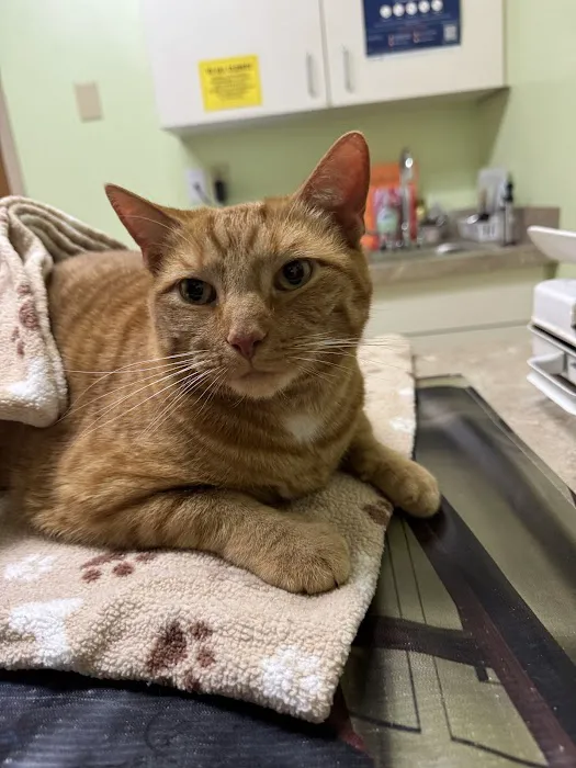 PetPlex Animal Hospital 9