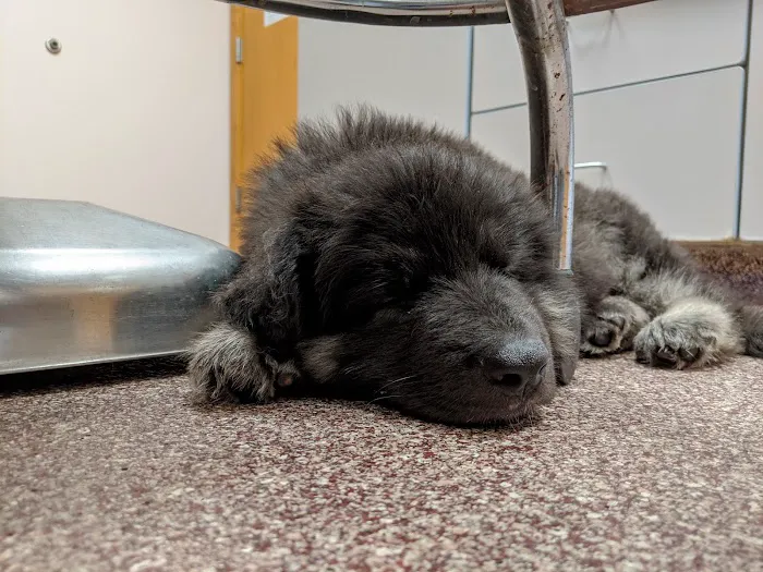 VCA Morris Animal Hospital 4