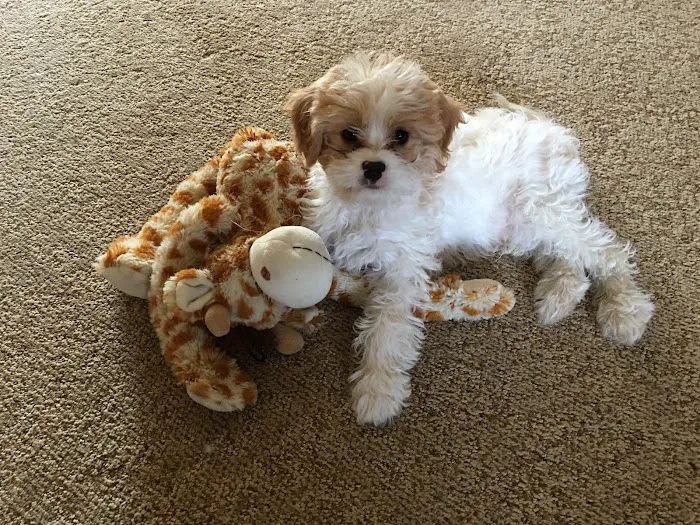 VCA Morris Animal Hospital 6