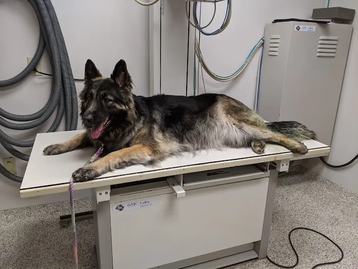 VCA Morris Animal Hospital 1