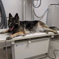 VCA Morris Animal Hospital ico