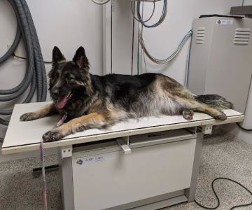 VCA Morris Animal Hospital