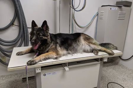 VCA Morris Animal Hospital