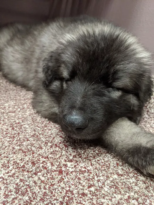 VCA Morris Animal Hospital 2