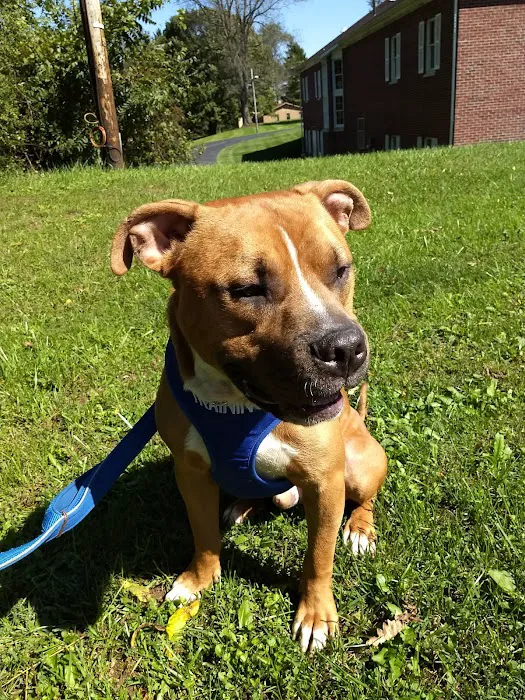 Animal Care Center At Granville 6