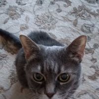 Animal Care Center At Granville ico
