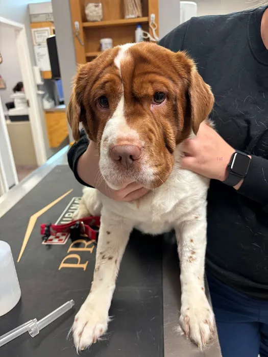 VCA Fairfield Animal Hospital 5