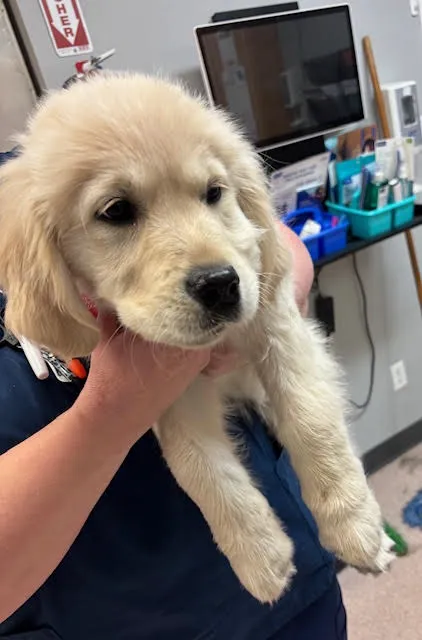 VCA Fairfield Animal Hospital 8