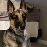 Johnstown Veterinary Services ico