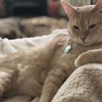 Village Veterinary Care of Granville ico