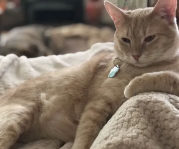 Village Veterinary Care of Granville