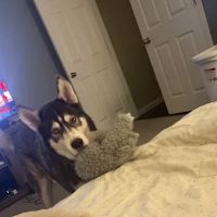Johnstown Animal Hospital ico