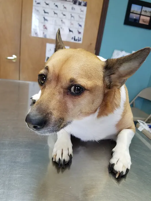 Johnstown Animal Hospital 6
