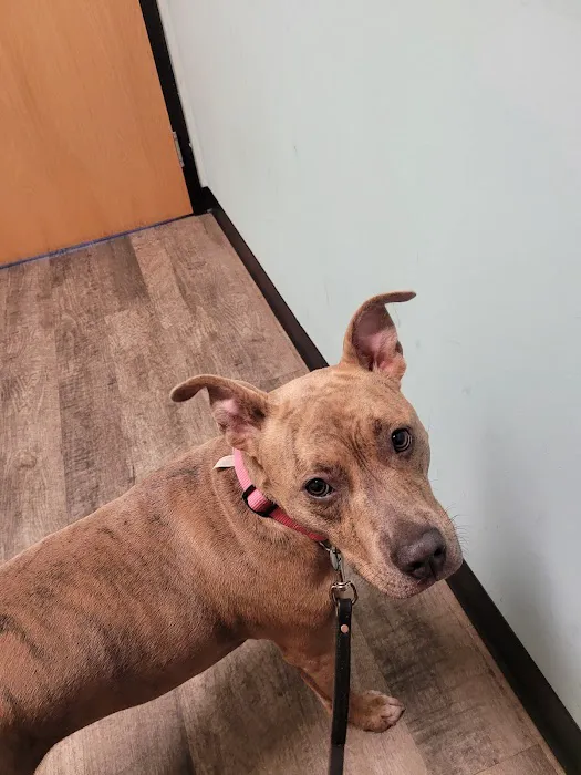 Happy Tails Veterinary Clinic 5