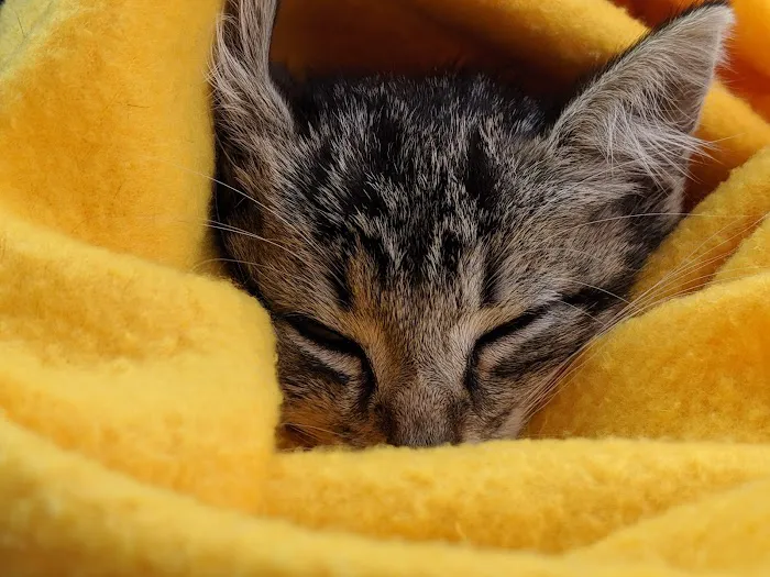 Happy Tails Veterinary Clinic 1