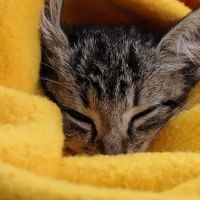 Happy Tails Veterinary Clinic ico