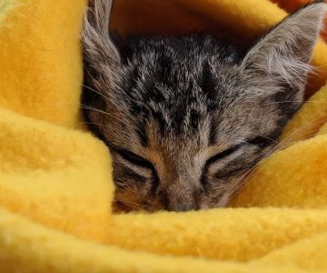 Happy Tails Veterinary Clinic