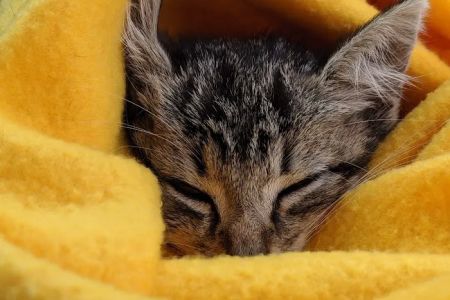Happy Tails Veterinary Clinic