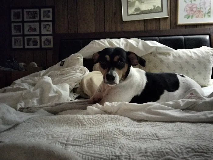 Granville Veterinary Clinic 3