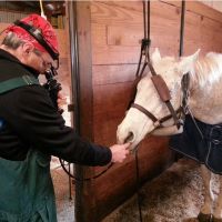 Equine Veterinary Dental Services ico