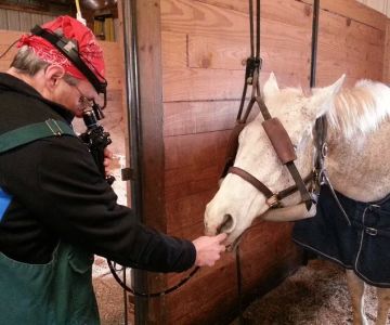 Equine Veterinary Dental Services
