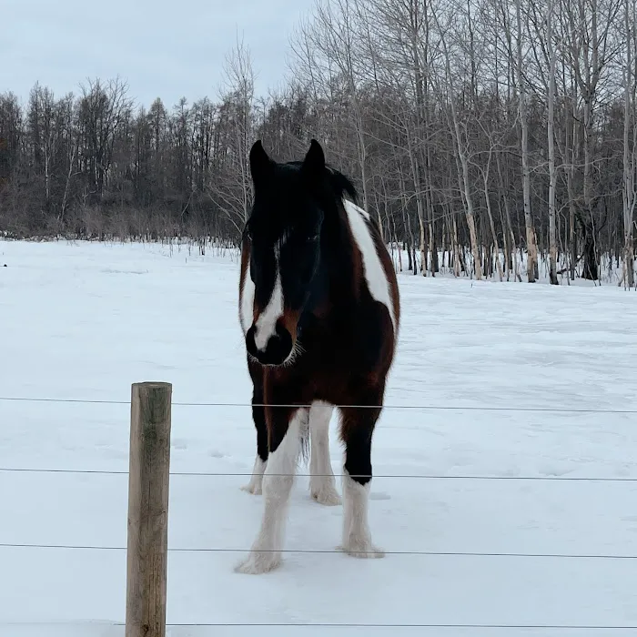 Sunrise Equine Veterinary Services 2