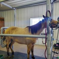 Sunrise Equine Veterinary Services ico