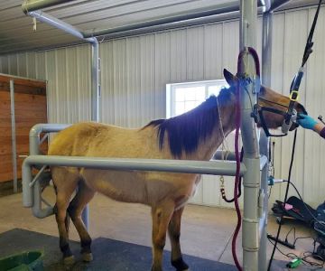 Sunrise Equine Veterinary Services