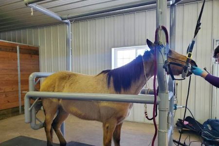 Sunrise Equine Veterinary Services