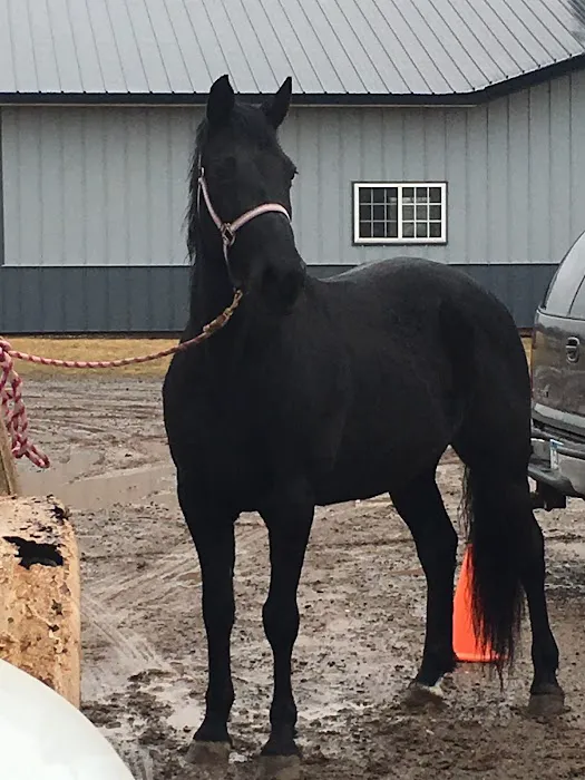 Sunrise Equine Veterinary Services 4