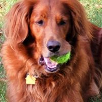 Kinnic Veterinary Service ico