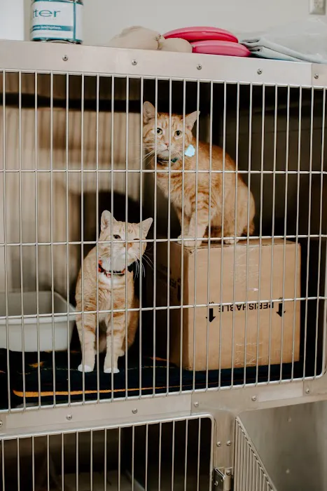 Bobtown Pet Clinic 3