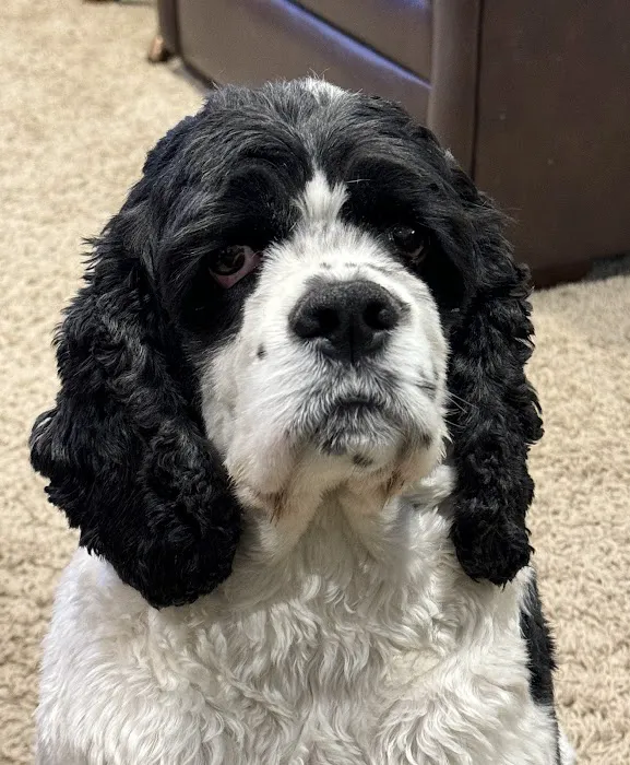 Chaska Vet Hospital 12